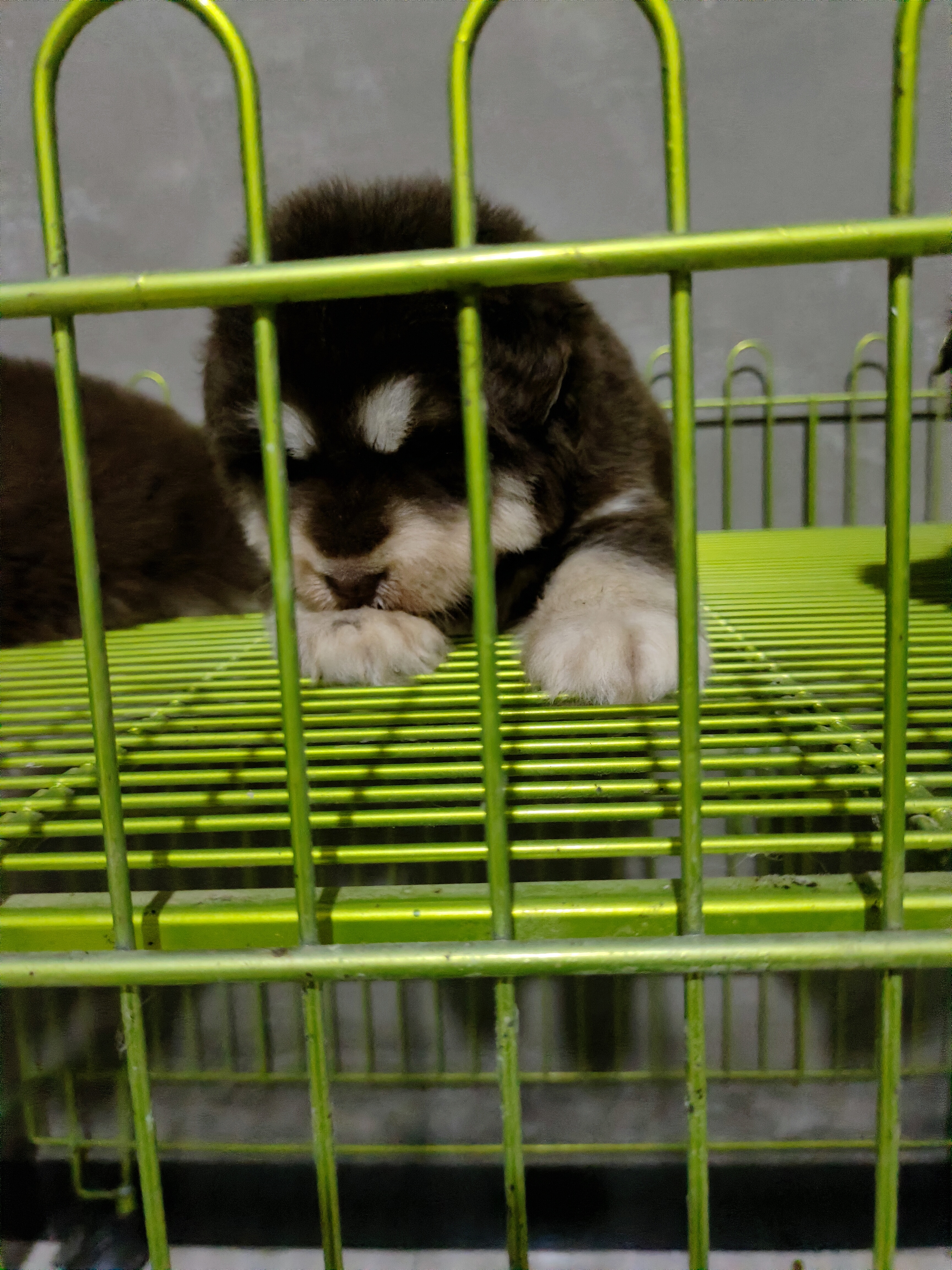 熊版红十字阿拉斯加幼犬泰坦血